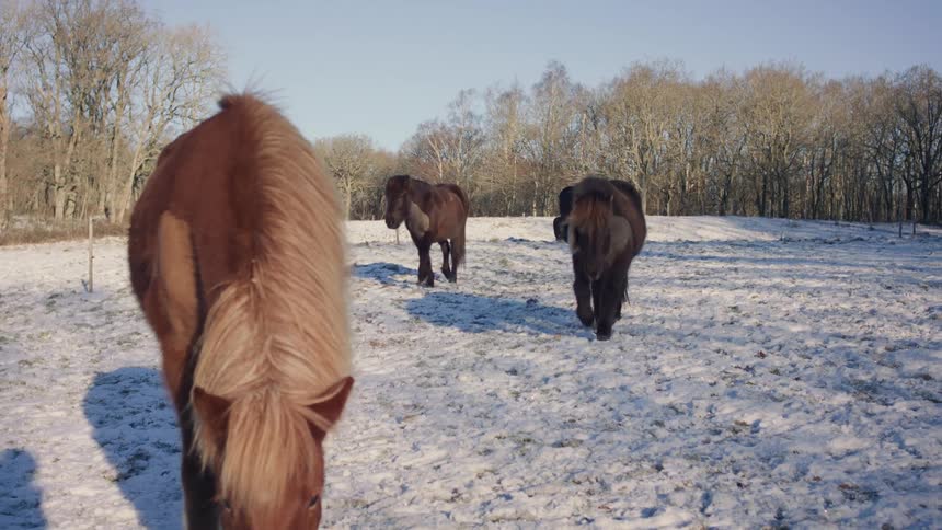 Horses grazing in a snowcovered field during the day