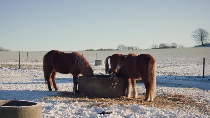 Some horses eating out of a trough on a winter day
