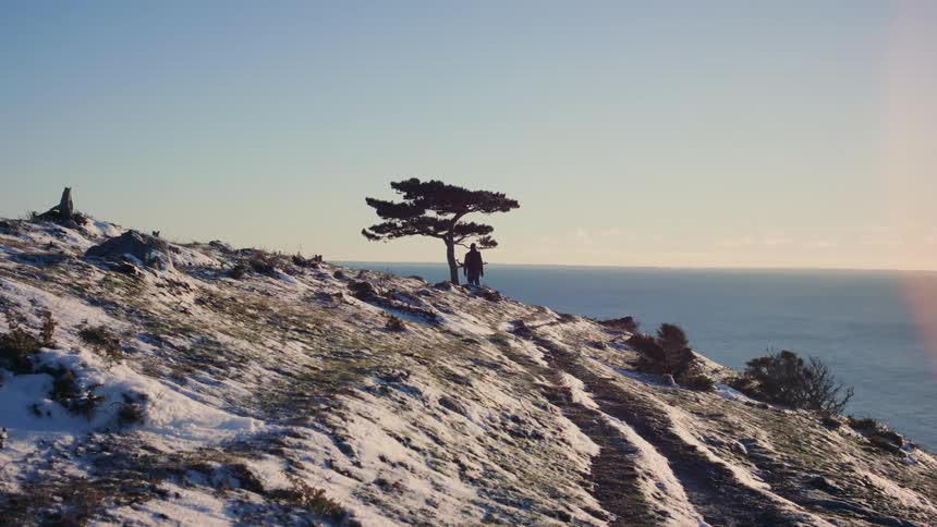A person walking up to a tree on a mountain with snow on the ground and the sea on the horizon