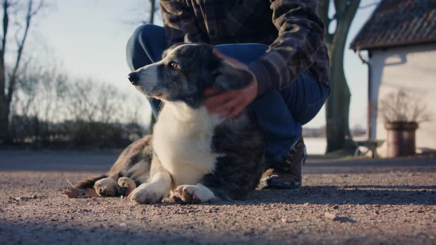A person is crouched down petting a dog that is lying on the floor