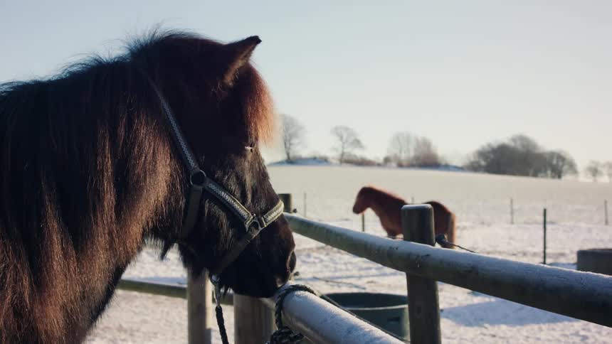 Two horses in a pasture covered with snow