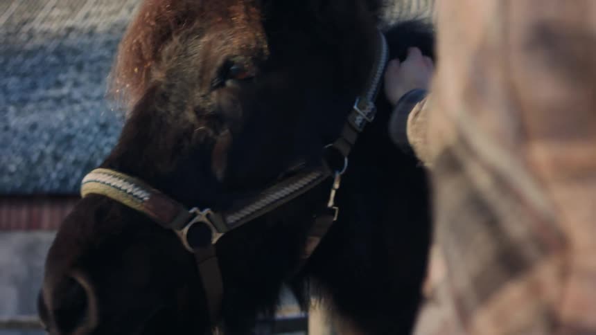 A shaggy brown horse eats hay handed to it by a person