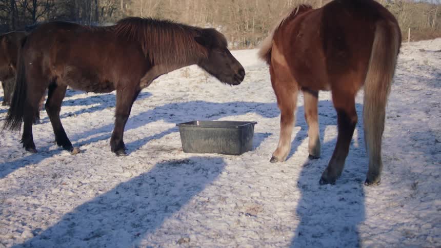 A clip of two horses feeding