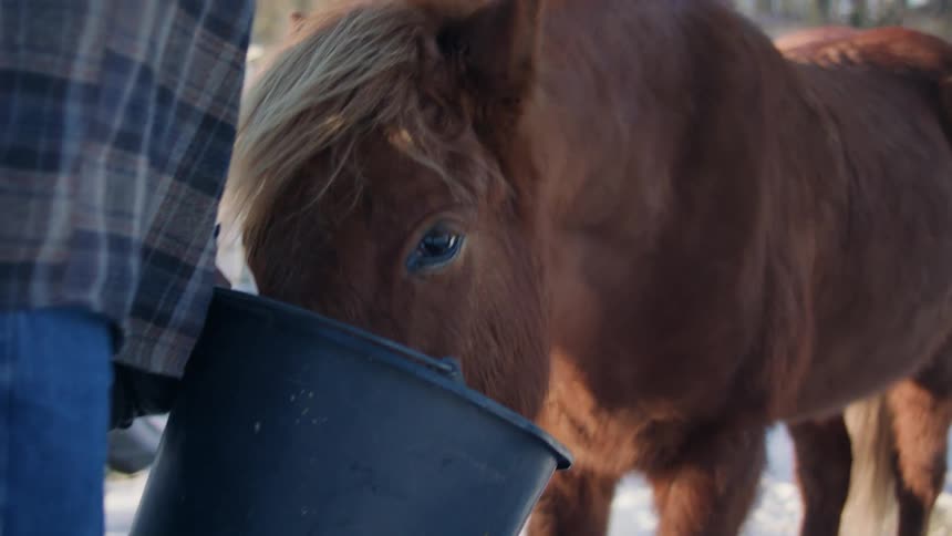 Foal feeding from a bucket held by a man