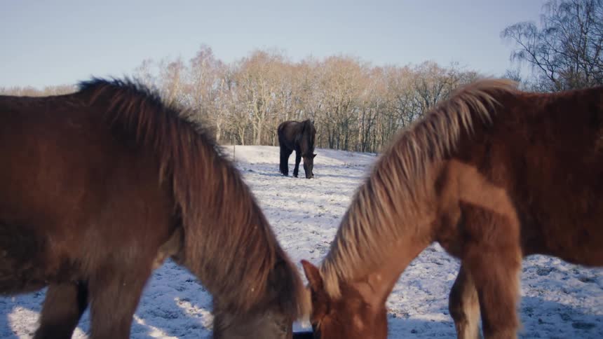 Horses grazing in a snowcovered field during winter