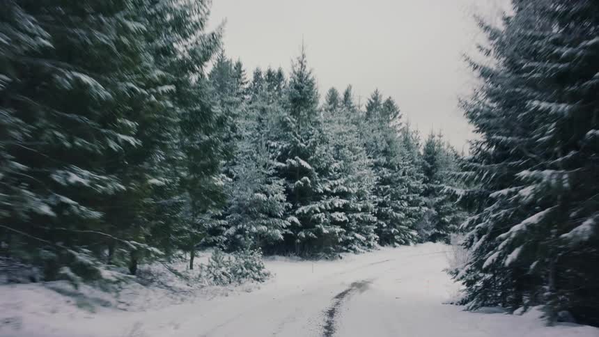 Snow covers highway and conifer forest on a winter day