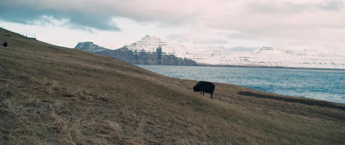 A black cow sheep on a hillside next to an ocean shore on a mostly cloudy day