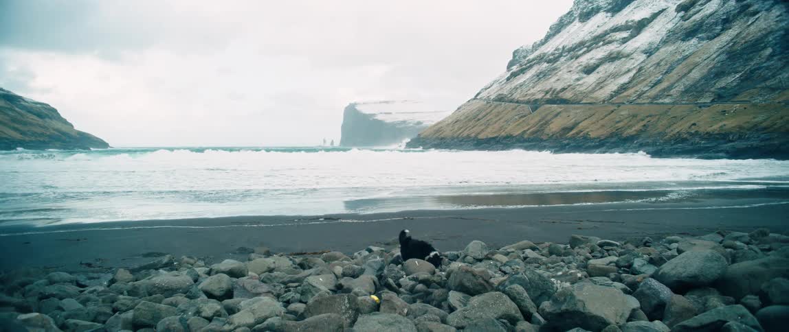 Dog walks on the black sand beach near a wavy ocean