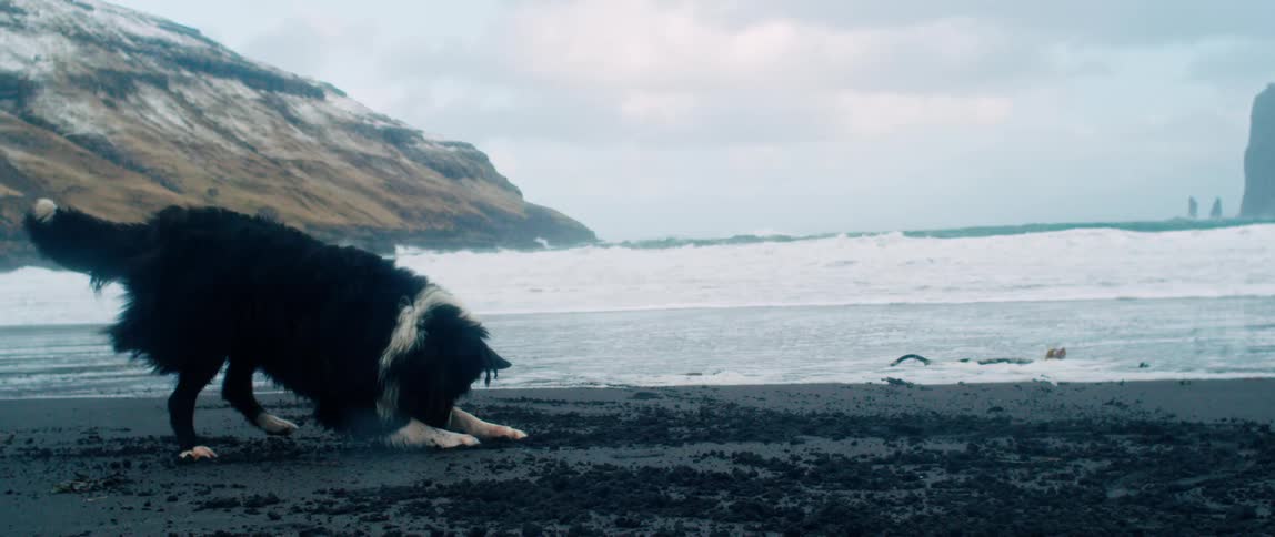 A clip of a dog digging the soil