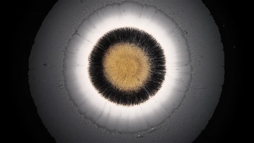 An abstract clip of an oval eye design