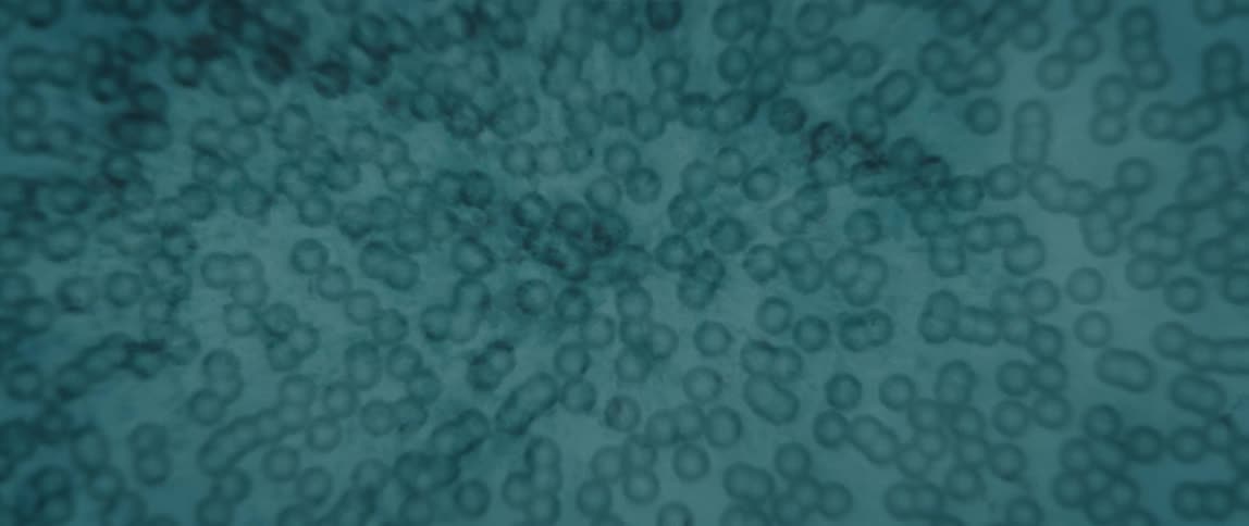 Extreme closeup of microscopic organisms at a microscopic level