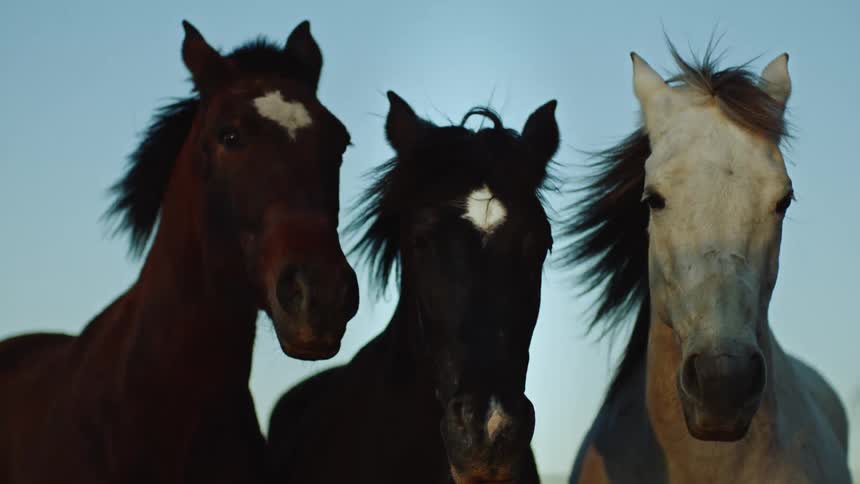 Three wild horses