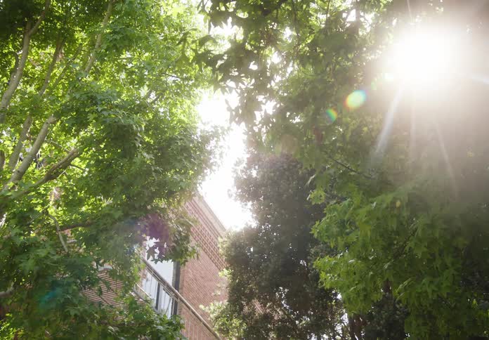 Tree leaves covering a brick building in a neighborhood