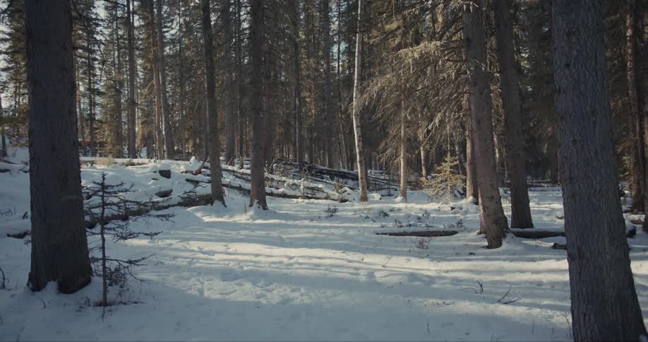 The forest is covered with snow