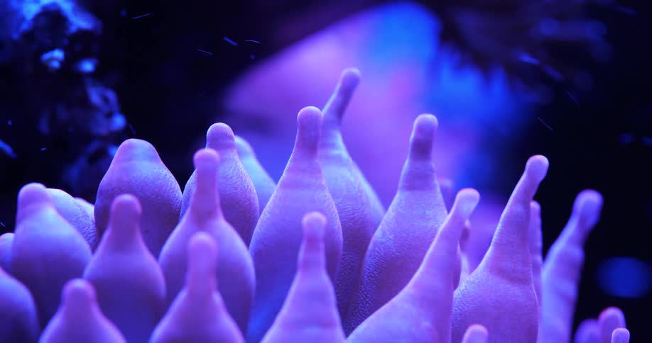 Purple aquatic plant