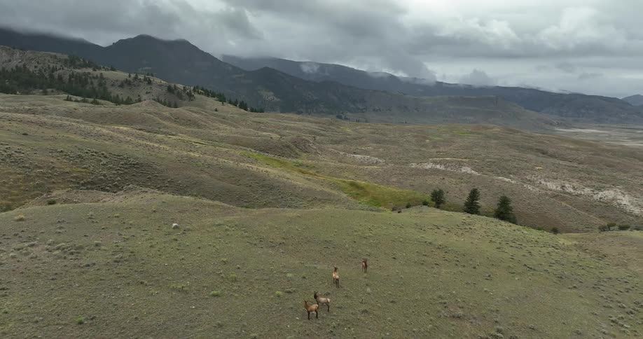 Aerial panorama of hills and mountains with farm animals on a cloudy day