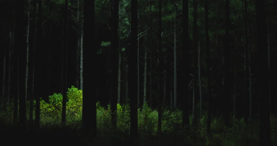 Light and shadow play across the trees and brush search helicopter light