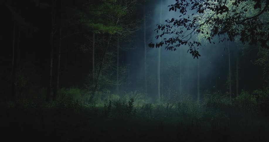 The leaves on a tree shimmer in the light as they fall to the forest floor search helicopter light