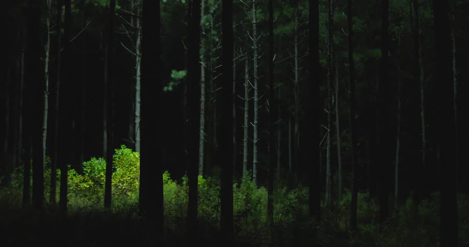 Shadows moving across trees in a forest search helicopter light