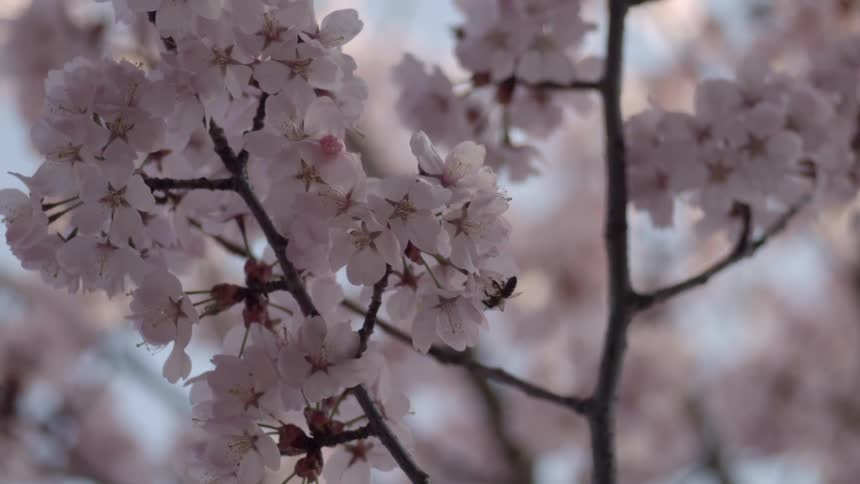 A bee works at harvesting cherry blossoms