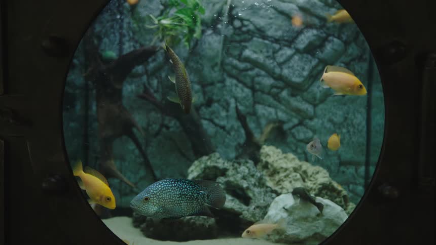 Some fish swimming around underwater