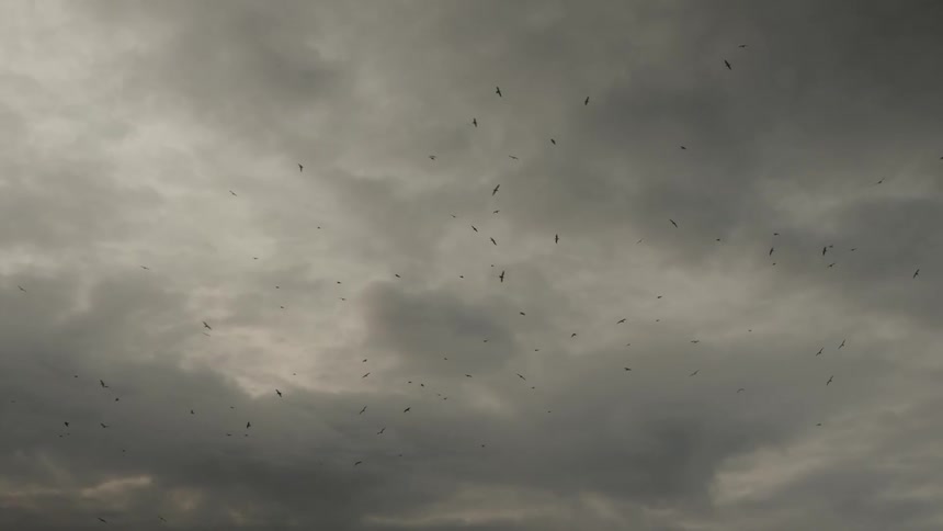 Seagulls flying on a gray cloudy sky