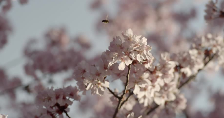 A bee buzzes around blooms on a tree branch