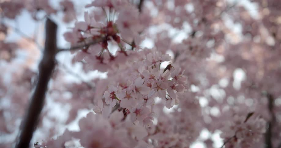 A bee buzzes around blooming flowers
