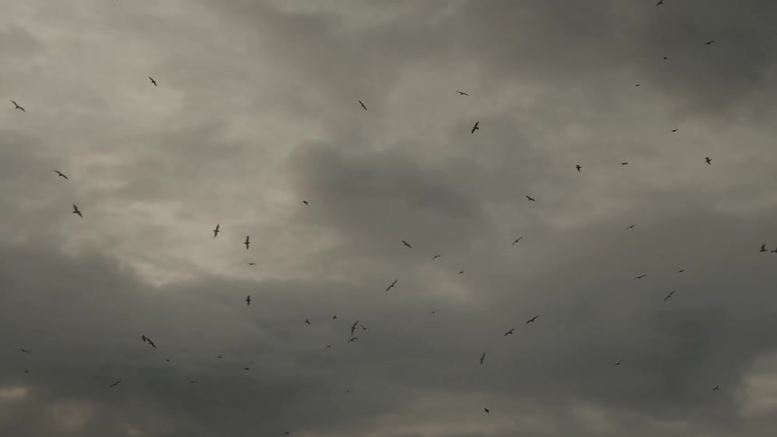 Seagulls flying under a gray overcast sky