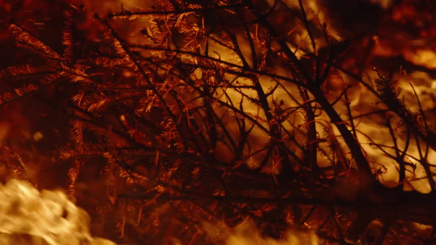 Fire burning on trees at night