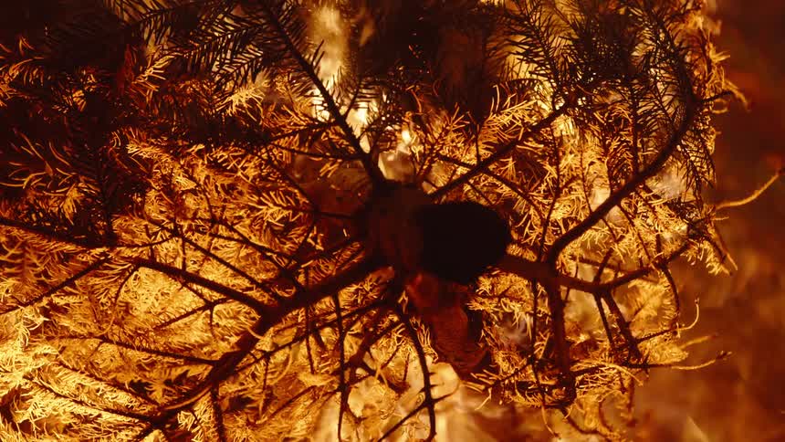 A burning forest at night
