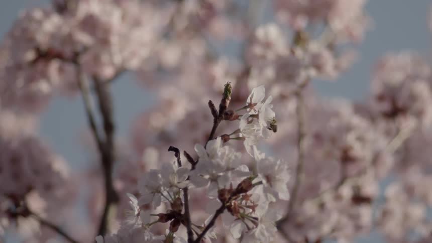 A bee flies on the flower of a tree