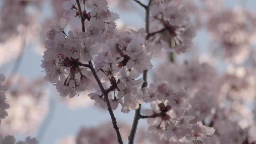 A bee buzzes around blooming flowers