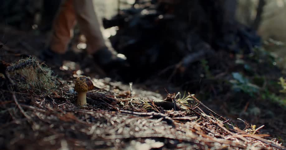 A person picking mushrooms in the forest