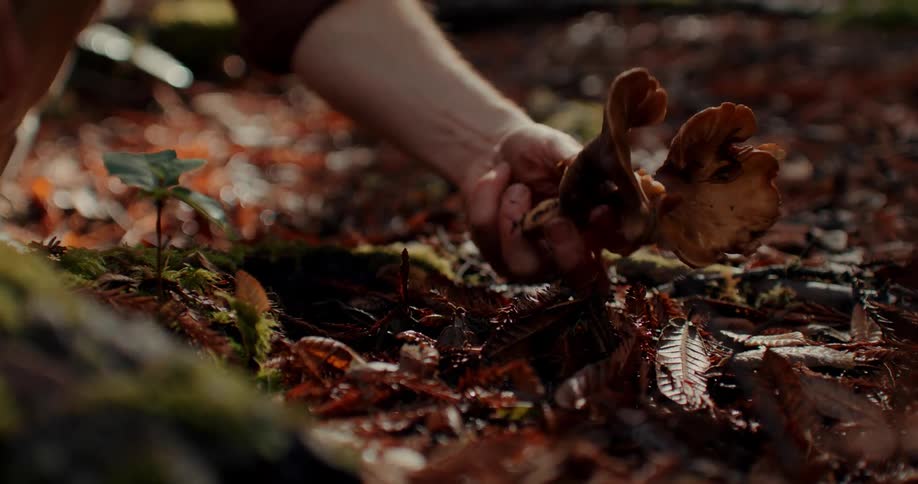 A man picks a mushroom from a forest floor