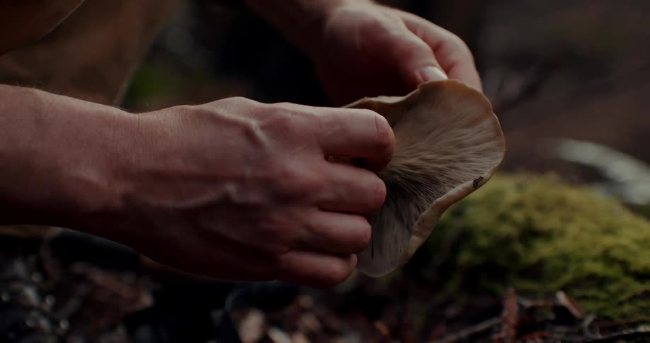 A mans hands examining a freshly picked mushroom