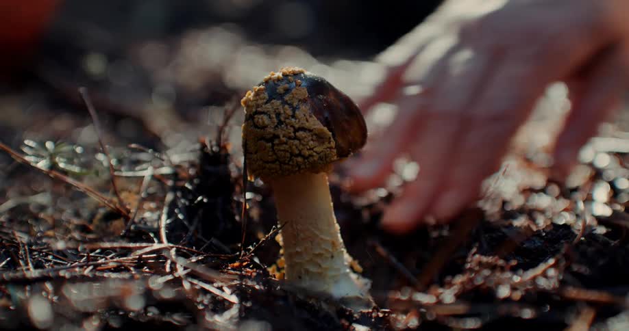 A person pulling a mushroom from the forest floor