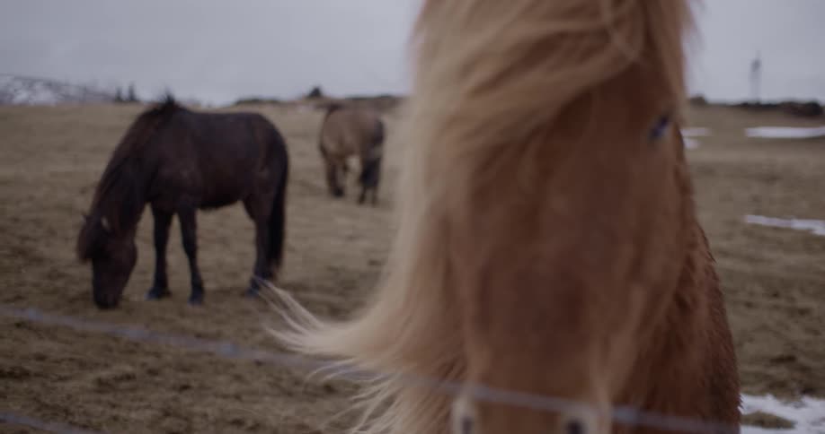 Horses in a field on a cloudy day