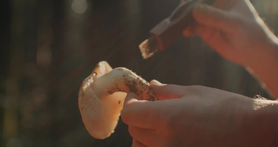 Close on the hands of a man cleaning a white mushroom with a brush