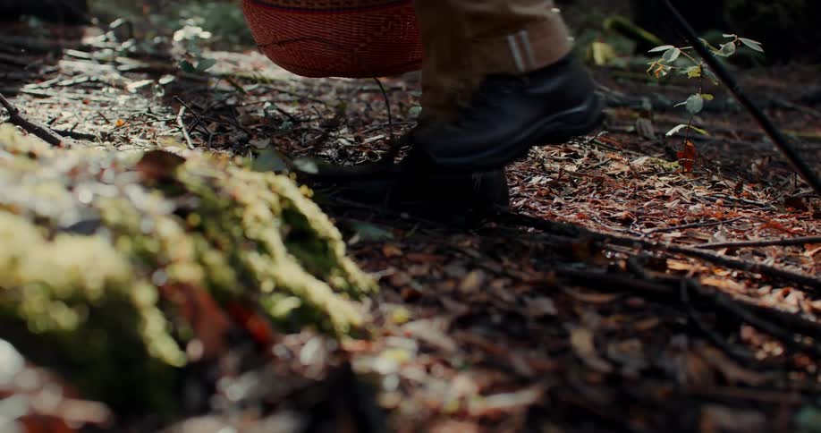 View of a man legs walking through the forest with a basket and collecting something on the ground