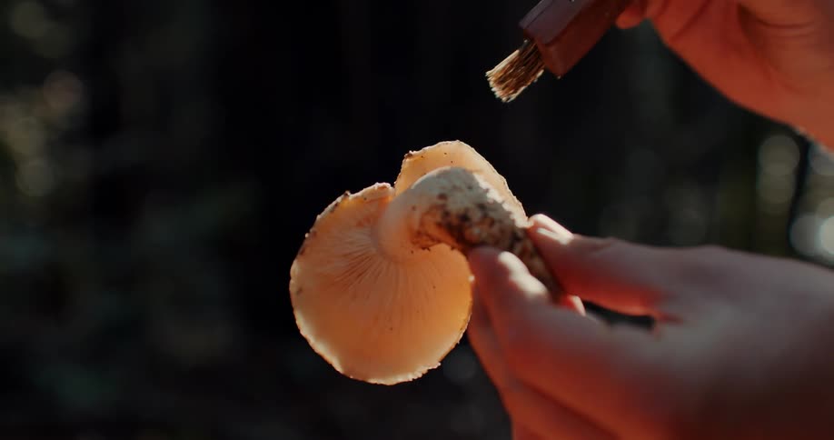 A human hand holding a mushroom that is using a brush to clean it