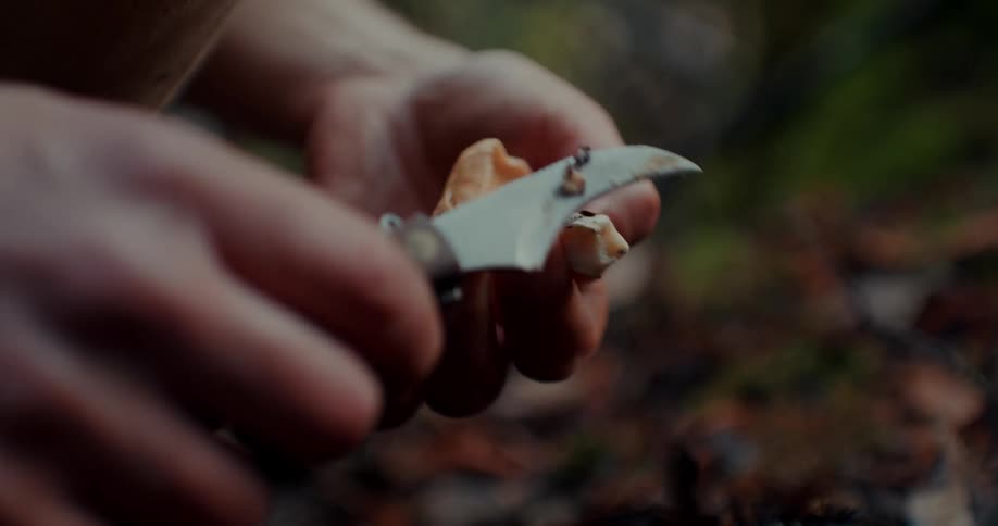 A person using a pocket knife to cut a mushroom in the woods