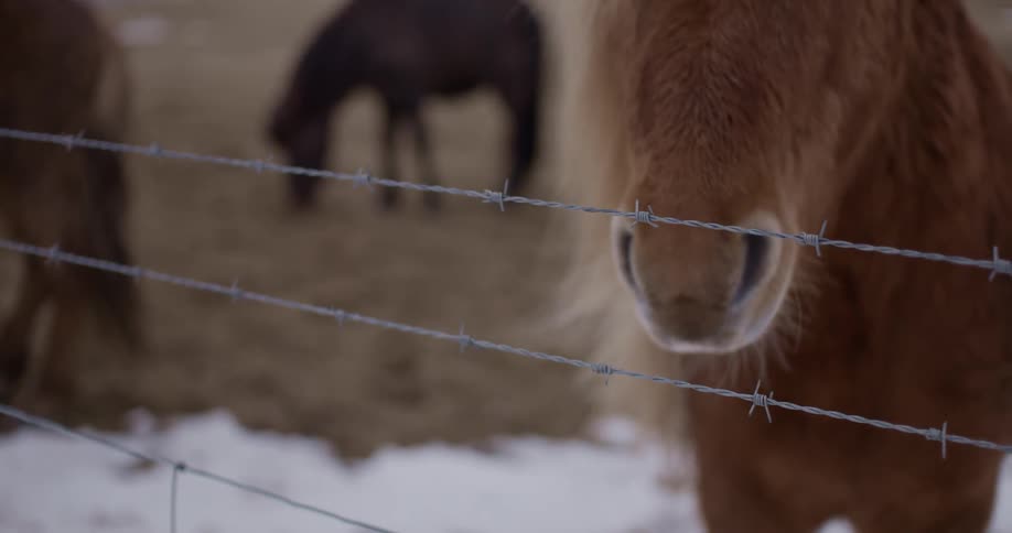 A small pony behind a fence