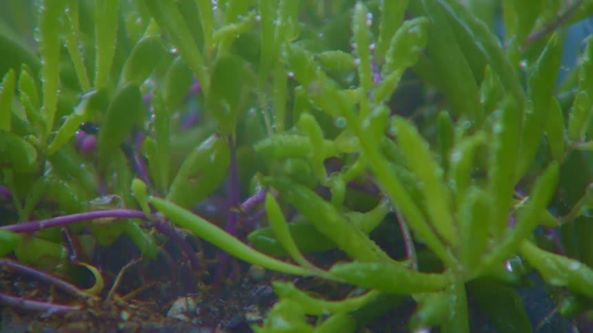 Many rainwater particles falling on small green plants