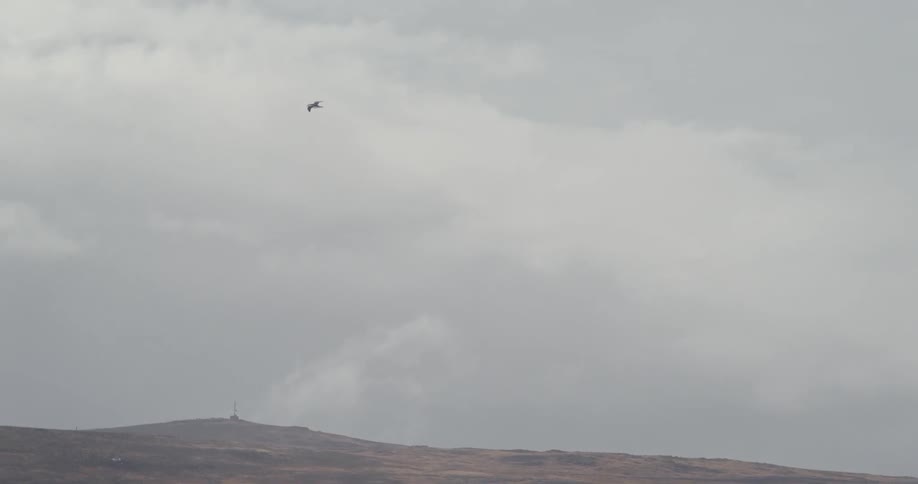 A bird flies overhead on a cloudy day