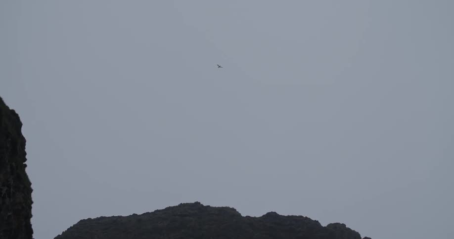 Bird soars over two cliffs