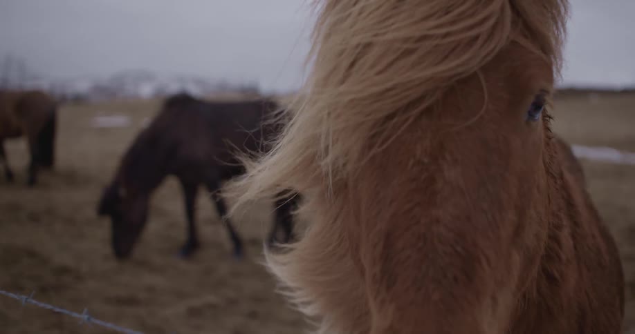 A horse stands at a fence with his mane covering one eye