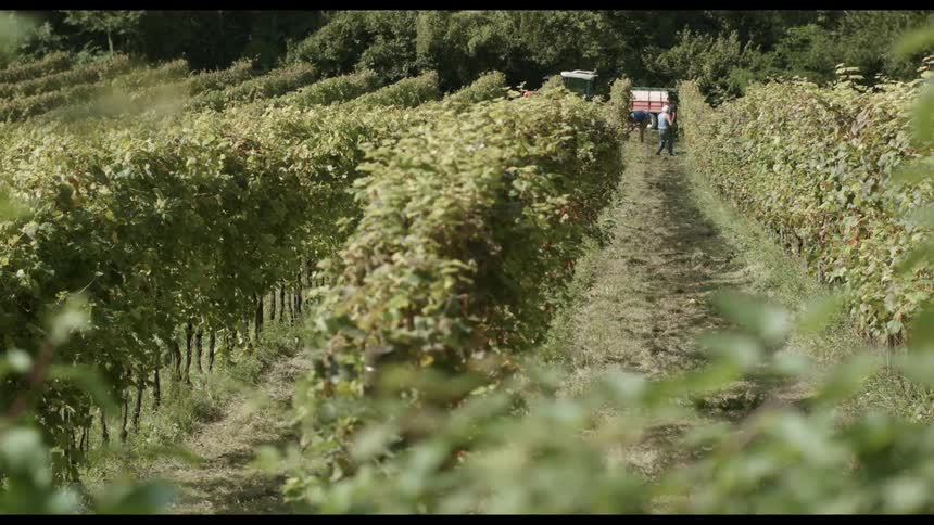 Farmers work in their crop fields