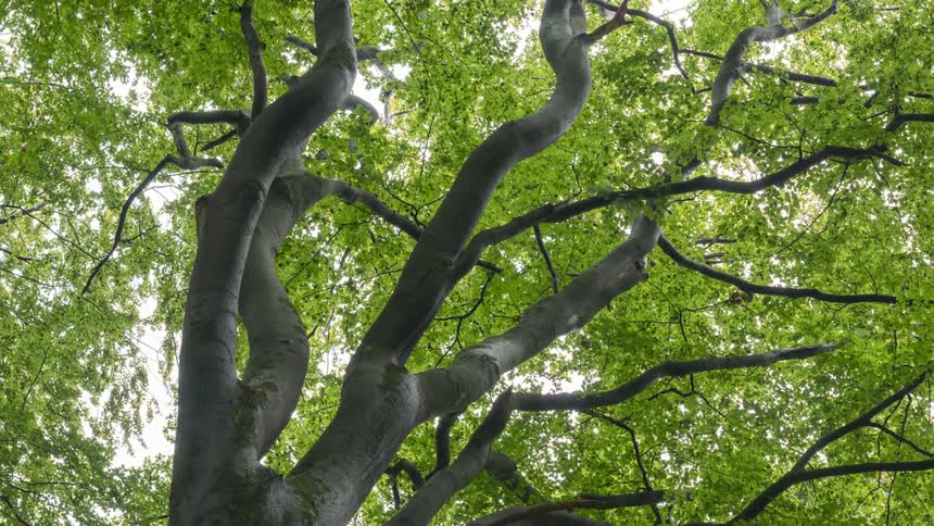 A clip of a tree