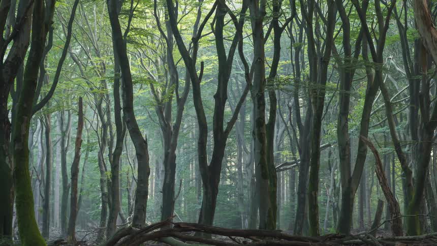 A forest with trees with thin trunks during the day